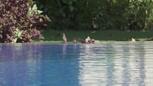 Hack Passer montanus in het zwembad zwemt — Stockvideo