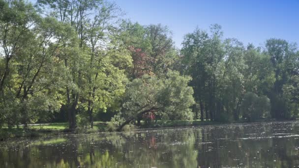 V letním slunném dnu padá ze stromu ve vodě listí. Krajina lesního jezera — Stock video