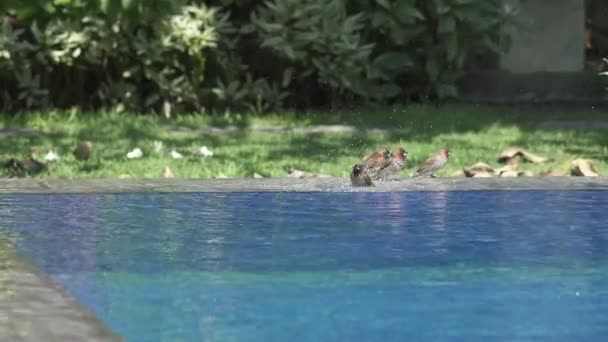 Αμυχή Passer montanus κολυμπά στην πισίνα — Αρχείο Βίντεο