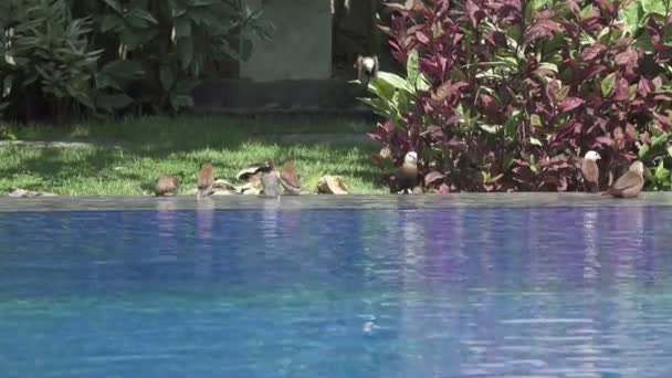Αμυχή Passer montanus κολυμπά στην πισίνα — Αρχείο Βίντεο