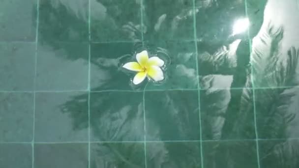 Fleur blanche Plumeria franzhipan flotte dans l'eau de la piscine Les palmiers affectent dans l'eau de la piscine en été journée ensoleillée la station tropicale — Video