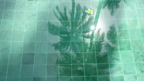 Flower white Plumeria franzhipan floats in pool water Palm trees affect in pool water in summer sunny day the tropical resort — Stock Video