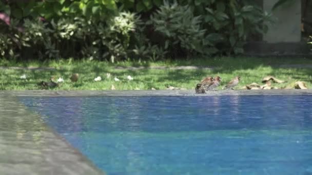 Hack Passer montanus pływa w basenie — Wideo stockowe