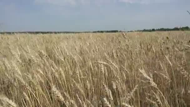 Rüzgâr, olgunlaşmış buğday başaklarını güneşli bir günde tarlaya savuruyor. — Stok video