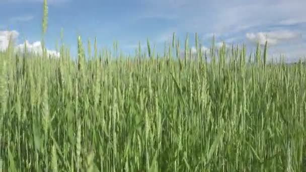 風に吹く大麦畑 夏晴れの日に白い雲と青空を背景にコーニッシュの田園地帯で ドリーショット — ストック動画