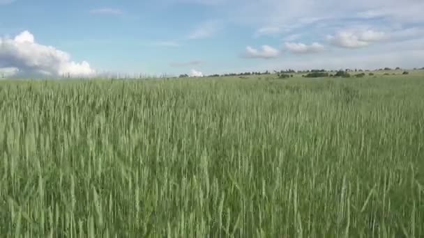 風に吹く大麦畑 夏晴れの日に白い雲と青空を背景にコーニッシュの田園地帯で ドリーショット — ストック動画