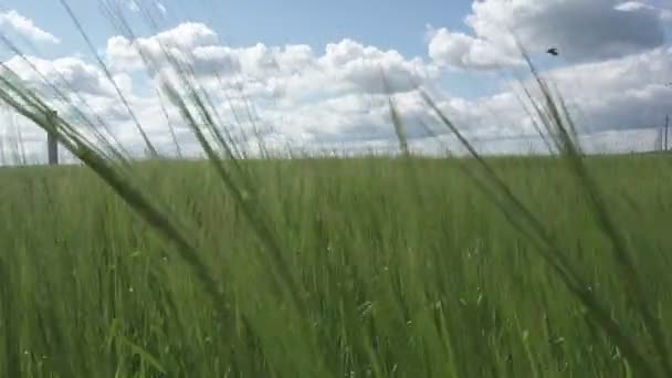 Pole Ječmene Foukající Větru Krajině Cornish Pozadí Modrého Nebe Bílými — Stock video