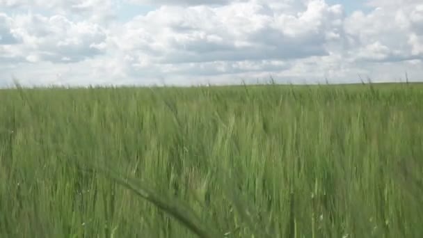 Ein Gerstenfeld, das im Wind weht, in der kornischen Landschaft vor dem Hintergrund des blauen Himmels mit weißen Wolken an sonnigen Sommertagen, Dolly Shot — Stockvideo