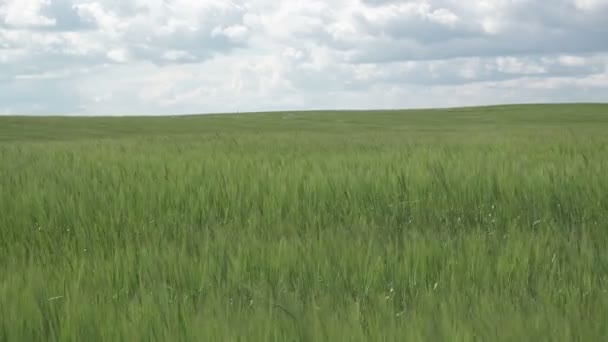 Поле ячменя, дующего на ветру, в корнуольской сельской местности на фоне голубого неба с белыми облаками в летний солнечный день, Долли выстрелила — стоковое видео