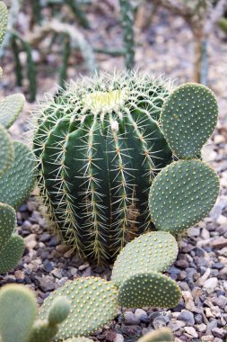 Astrophytum ornatum, piskopos kapağı veya keşiş başlık kaktüs