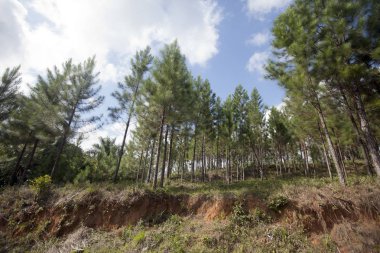 Küba'da tropik kozalaklı ağaçlar
