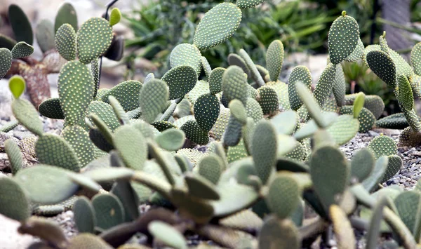 Opuntia Microdasys Alas Ángel Cactus Conejo Cactus Lunares —  Fotos de Stock