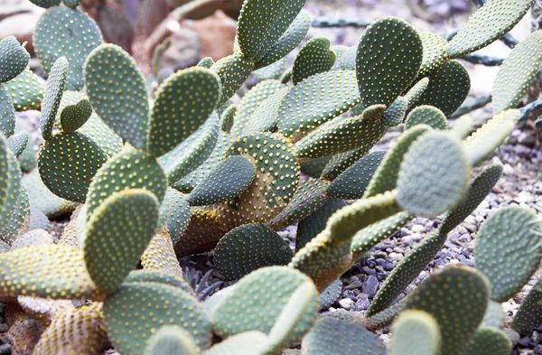 Astrophytum Ornatum Bishop Cap Monk Hood Cactus — Stock Photo, Image