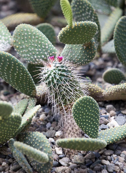 Astrophytum Ornatum Bishop Cap Monk Hood Cactus — Stock Photo, Image