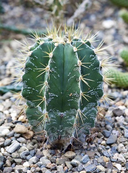 Astrophytum Ornatum Capuchón Del Obispo Cactus Capucha Monje —  Fotos de Stock