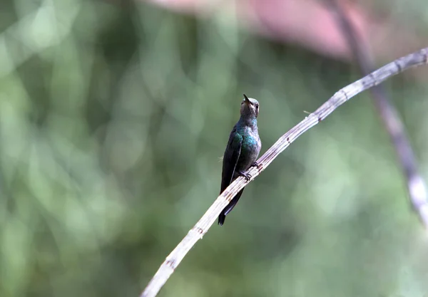 Colibris Sur Une Branche — Photo