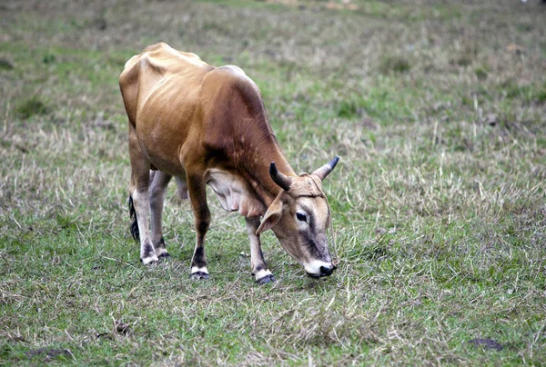 Stier Het Weiland — Stockfoto