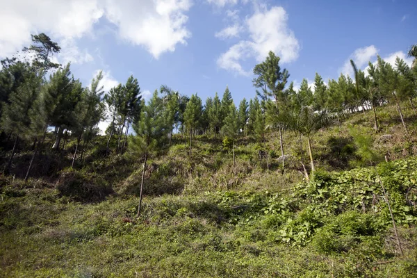 Jehličnaté Stromy Tropech Kubě — Stock fotografie