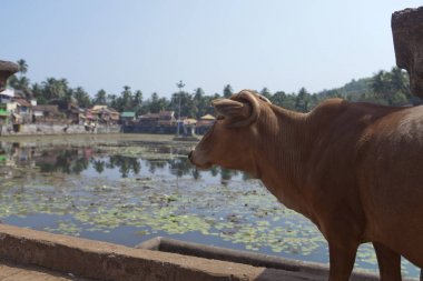 Hindistan. Gokarna. Kutsal bir rezervuarda kutsal