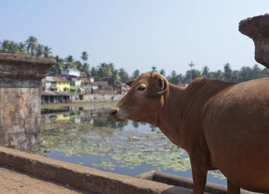 Hindistan. Gokarna. Kutsal bir rezervuarda kutsal