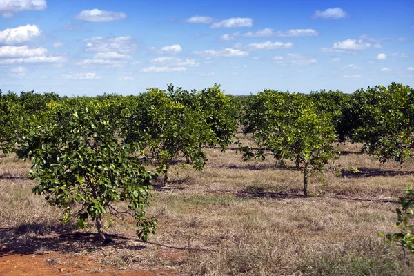 Küba Bir Çiftlikte Portakal Ağaçları Saflarına — Stok fotoğraf