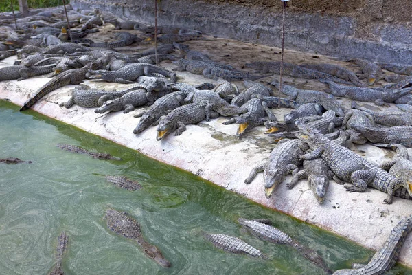 Little Crocodiles Bank — Stock Photo, Image