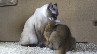 Yetişkin kedi Mekong Bobtail yalıyor bir boyun Kitten Somali