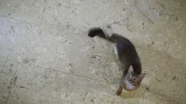 Somali Kitten kamera üzerinde atlar