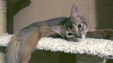 Somali yavru kedi yatıyor ve bir dinlenme var