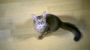 Somali Kitten kamera üzerinde atlar
