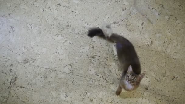 The kitten of Somali jumps up on the camera — Stock Video