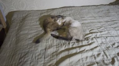 Yetişkin kedi Mekong Bobtail ve Kitten Somali birbirleriyle oynamak,