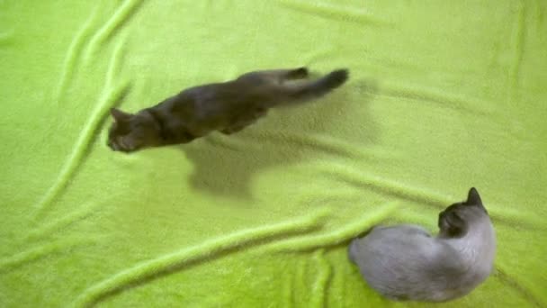 Дорослий кіт меконг бобте і кошеня сомалі грають один з одним, повільний рух — стокове відео