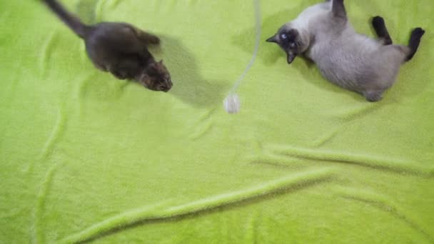 Взрослый кот меконг бобтейл и котенок сомали играть друг с другом, медленное движение — стоковое видео