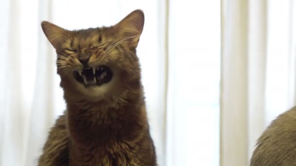 The kitten of Somali cat looks in the camera and yawns, a close up — Stock Video