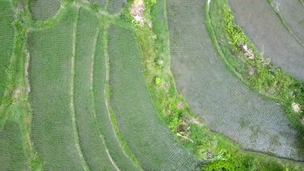 山の棚田と農家のハウスのドローンからエアロの眺め インドネシア バリ島 — ストック動画