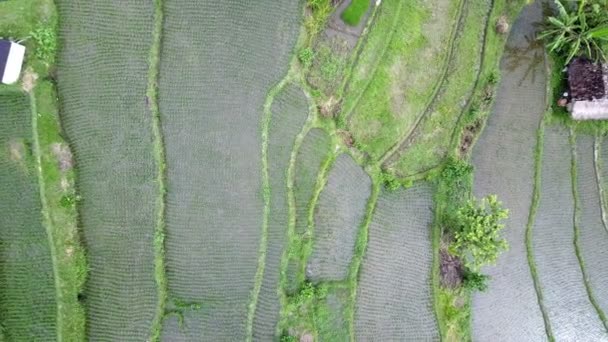 Aero Uitzicht Vanaf Drone Rijstvelden Van Berg Huis Van Boeren — Stockvideo