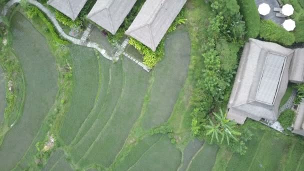 Drone Aero Görünümünden Pirinç Terasları Dağı Nın Çiftçilerin Evi Bali — Stok video