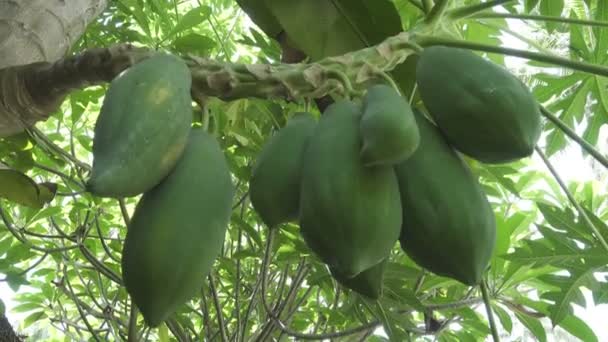 Große Grüne Und Reife Früchte Von Papayas Hängen Einem Baum — Stockvideo