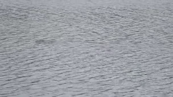 Anatra trapuntata Aythya fuligula nel lago, L'uccello galleggia sull'acqua e si tuffa in acqua — Video Stock