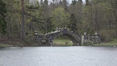 Göl üzerindeki köprüye yıkılan eski taş üzerindeki martılar, Gatchina Rusya parkı