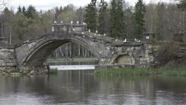 Gaviotas Piedra Vieja Destruidas Puente Sobre Lago Parque Gatchina Rusia — Vídeo de stock