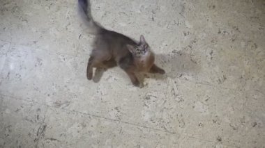 Somali Kitten kamera üzerinde atlar
