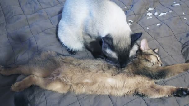 Volwassen kat Mekong Bobtail likt een nek kitten Somalische — Stockvideo