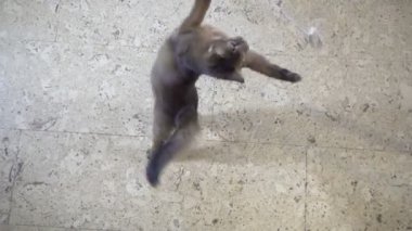 Somali Kitten kamera üzerinde atlar