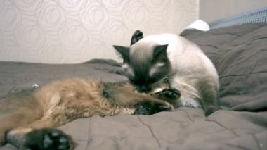 Yetişkin kedi Mekong Bobtail yalıyor bir boyun Kitten Somali