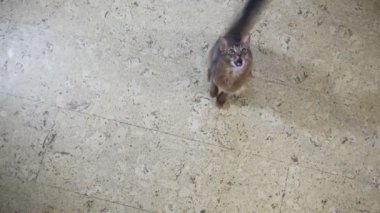 Somali Kitten kamera üzerinde atlar