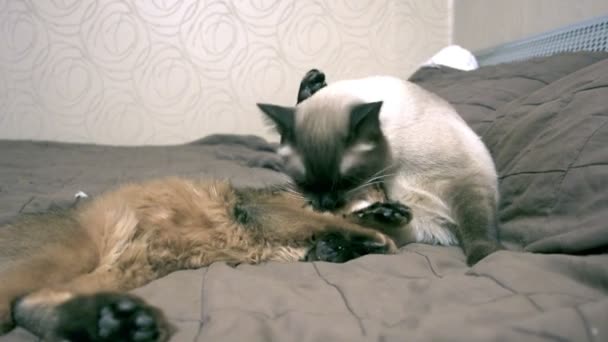 Дорослий кіт меконг бобтейл лиже шию кошеня сомалійський — стокове відео