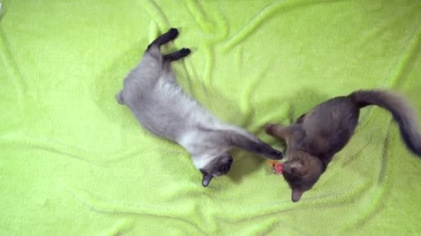Дорослий кіт меконг бобте і кошеня сомалі грають один з одним — стокове відео
