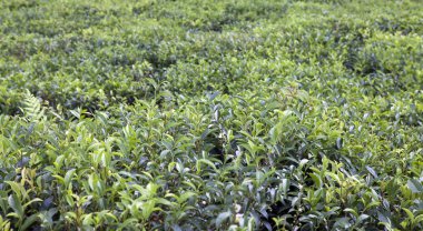 Dağ eteklerindeki çay tarlası. Mauritius